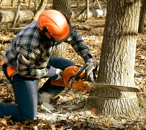 Tree Removal in Cedar Creek, TX